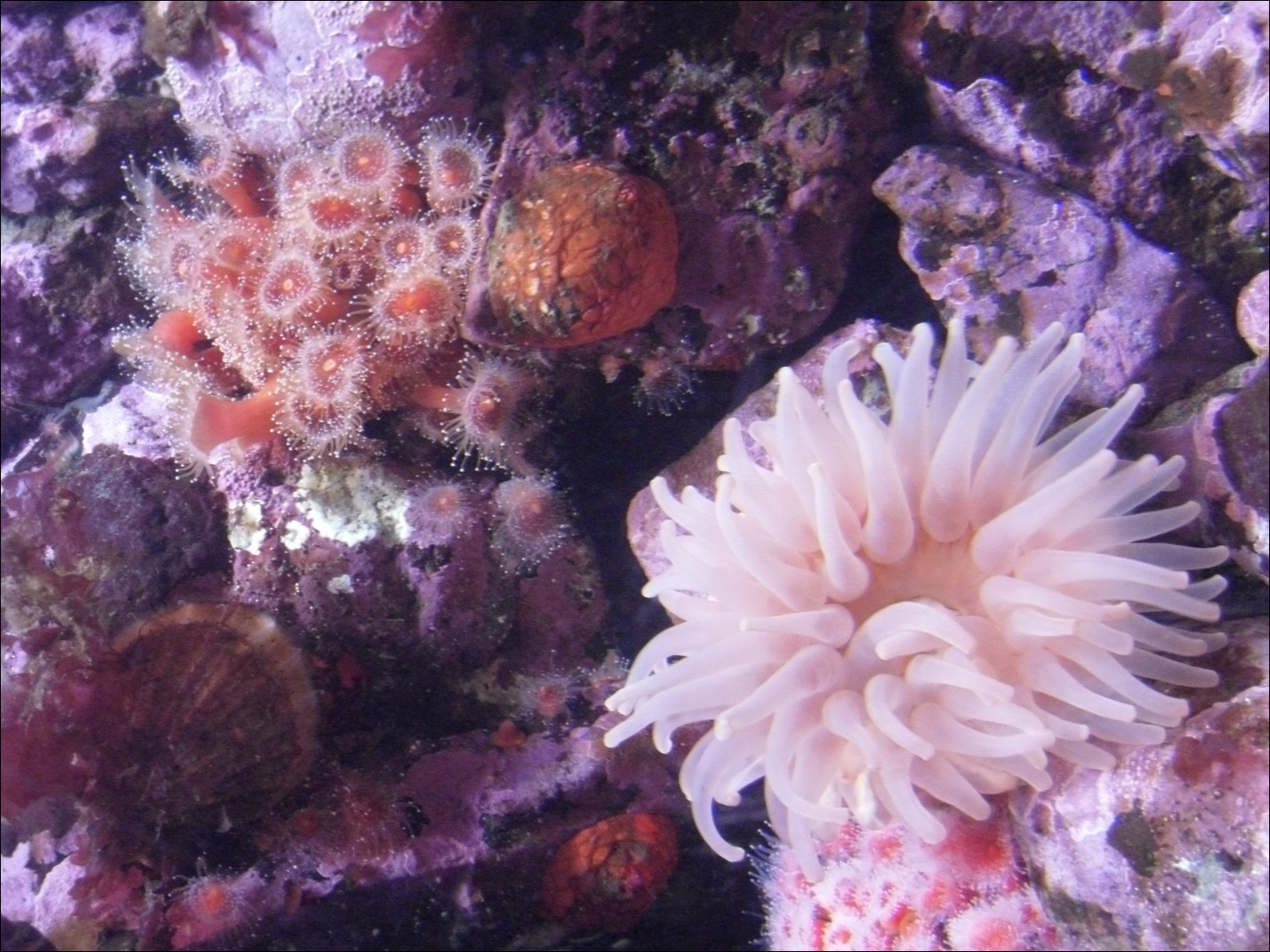 Tacoma, WA-Point Defiance Zoo & Aquarium-anemones in aquarium